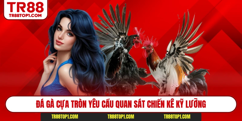 Đá gà cựa tròn yêu cầu quan sát chiến kê kỹ lưỡng Đá gà cựa tròn yêu cầu quan sát chiến kê kỹ lưỡng